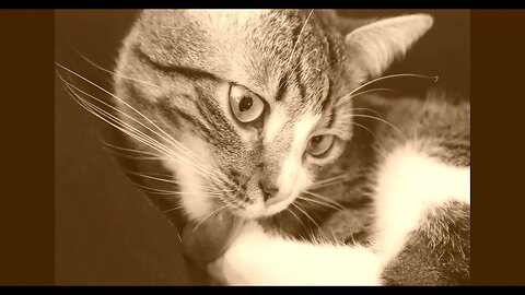 Cat Photography Sepia