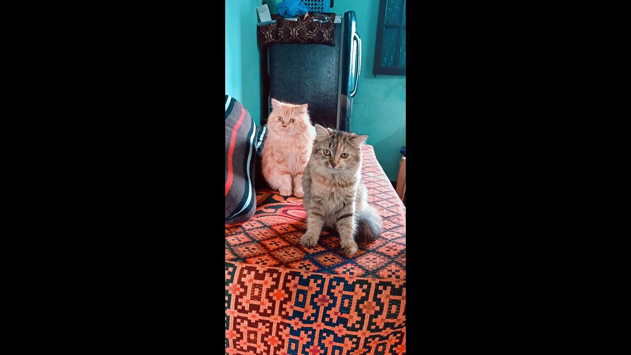 Slow motion cats version #cats