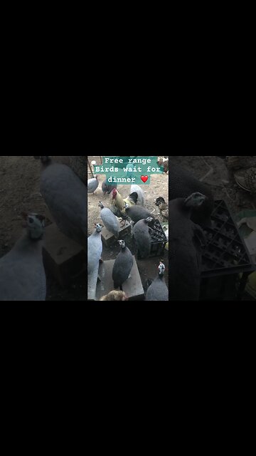 Free range birds wait for dinner ❤️ #freerange #guineafowl #chickens