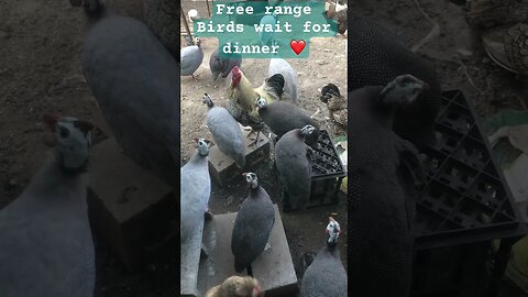 Free range birds wait for dinner ❤️ #freerange #guineafowl #chickens