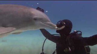 Affettuoso delfino saluta con dei teneri baci