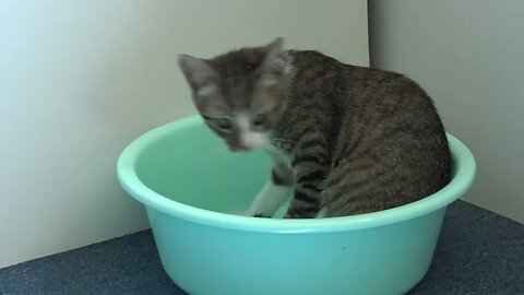Small Cat Likes to Sit in the Basin