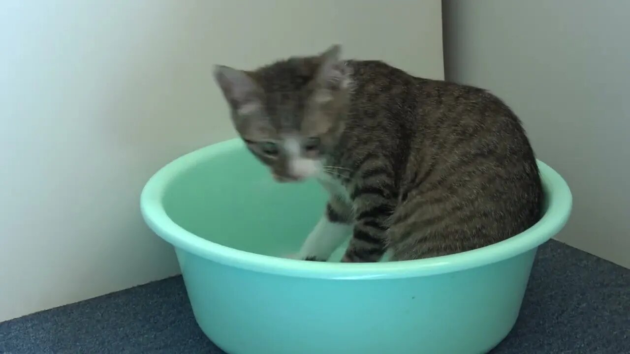 Small Cat Likes to Sit in the Basin