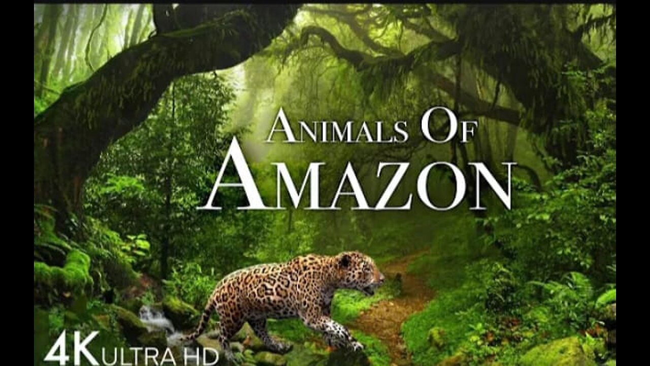 Animals of Amazon 4K - Animals That Call The Jungle Home | Amazon Rainforest |Scenic Relaxation Film