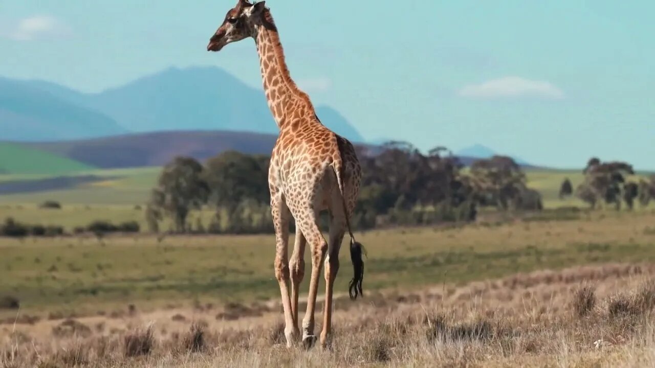 WORLD NEEDS MORE COWS AND GIRAFFES , GEEZER JOHNSON REPORTS