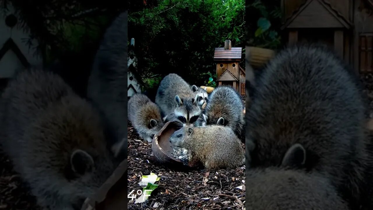 Busy at The Bowl #animals #shorts #funnyanimals