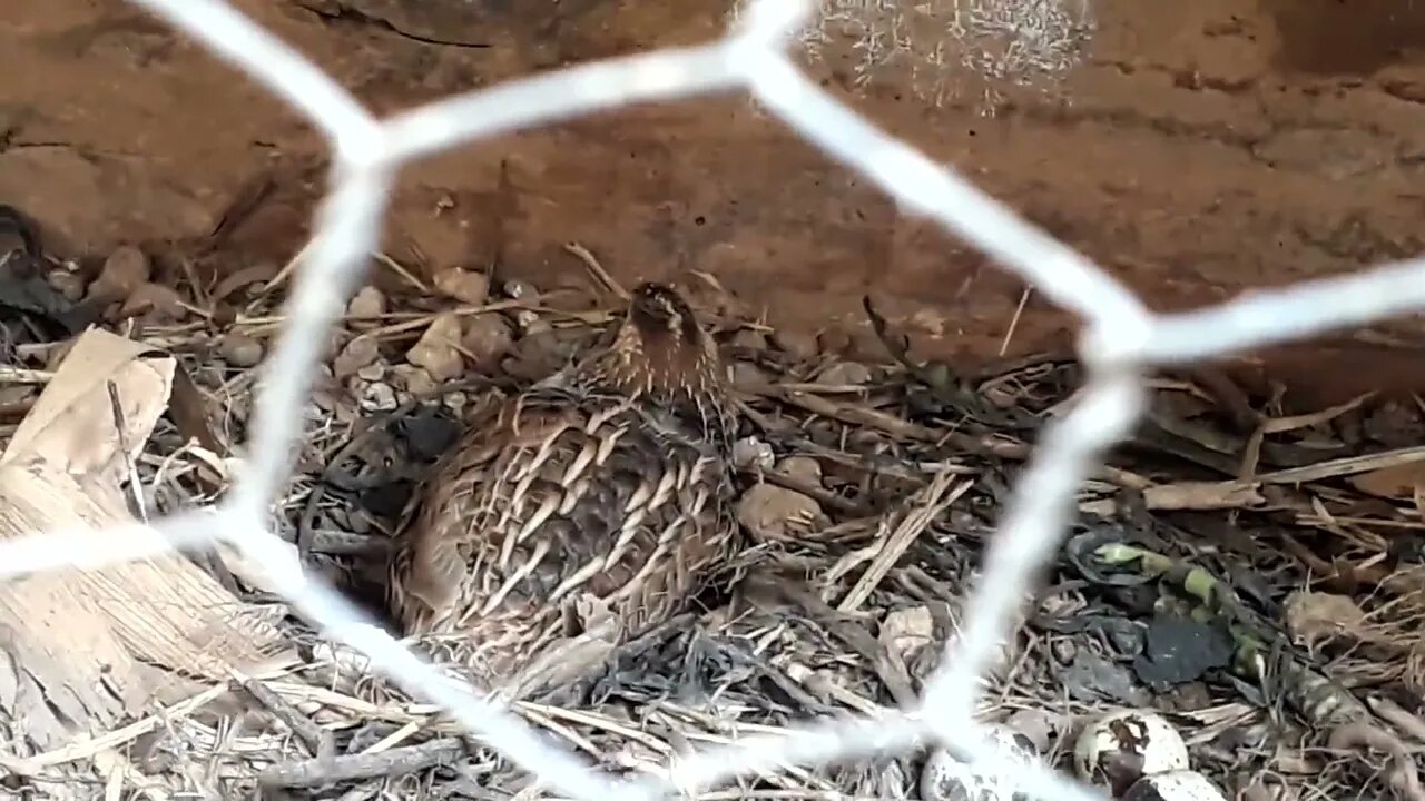 codorna é uma ave Coturnix japonica