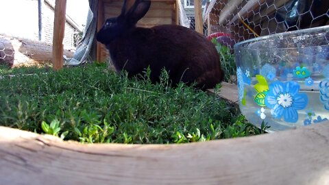 Rabbit in the lawn