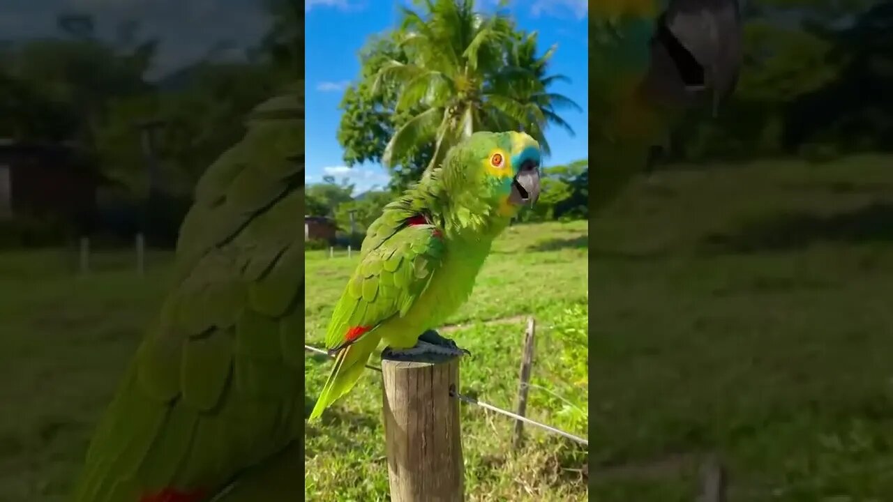 Green Parrot #ytshorts #shorts #PetpupFun