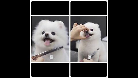 Adorable pub having hair cut really pretty