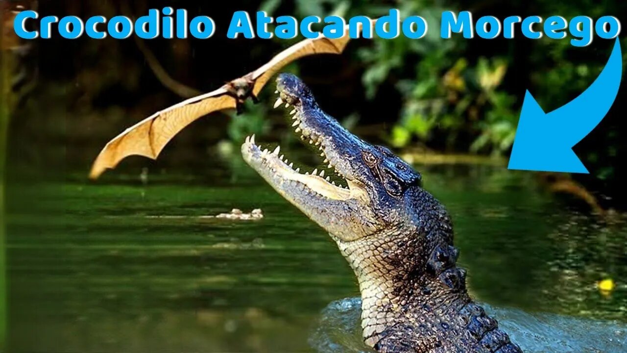 Quando Os Crocodilos Atacam Os Morcegos