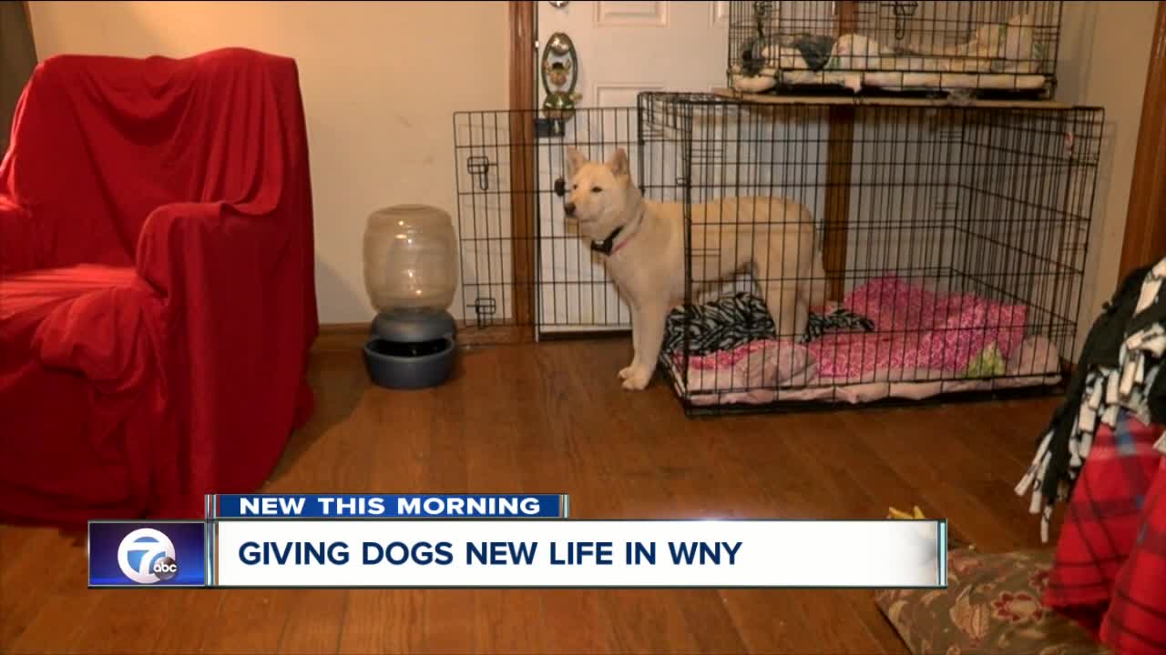 Saving dogs from the brink of death and finding them new homes in WNY