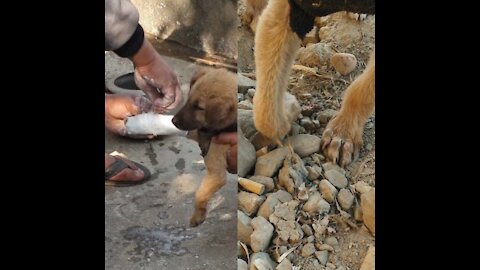little puppy with Fractured leg gets treatment