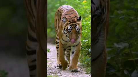 Tiger 🐅 😱😱