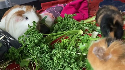 Guinea pigs fresh parsley 🌿 party