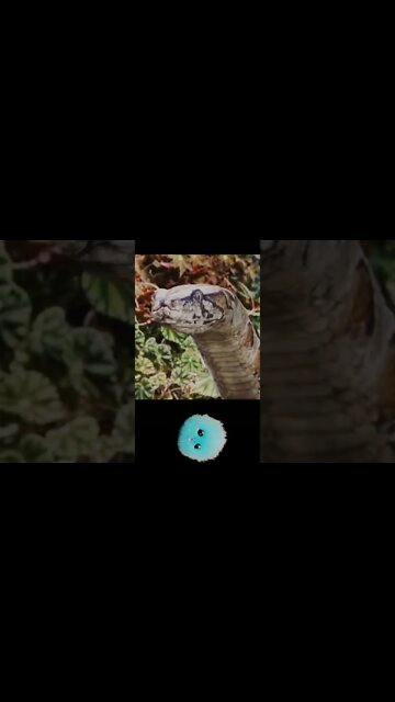 i aint worried bout it - official song at Hogwartsss #shorts