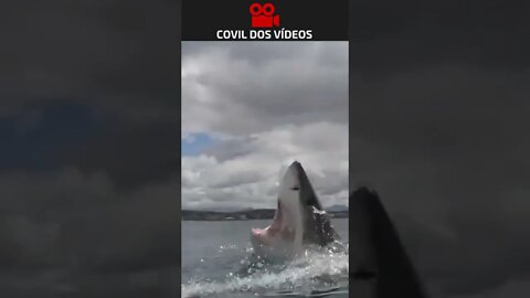 Tubarão quase entrou no barco