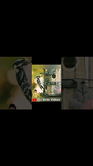 Relaxing Nature Video