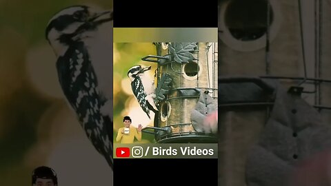 Relaxing Nature Video