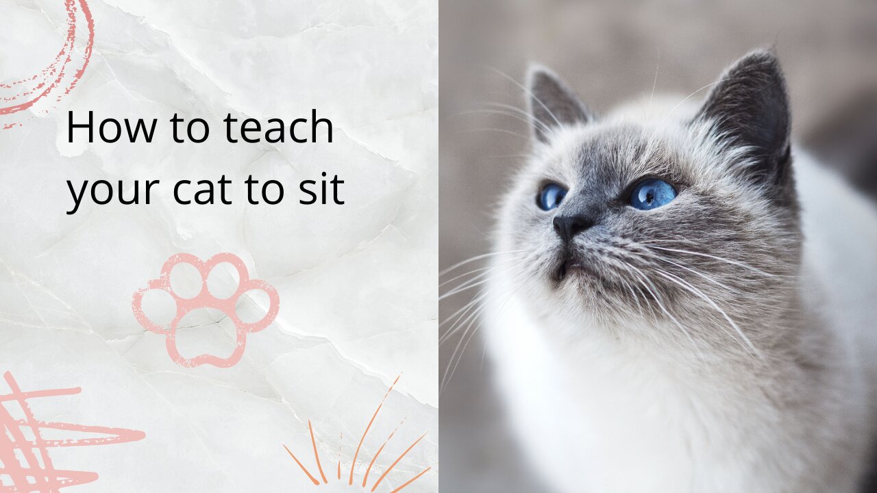 Simple tip to teach your cat how to sit