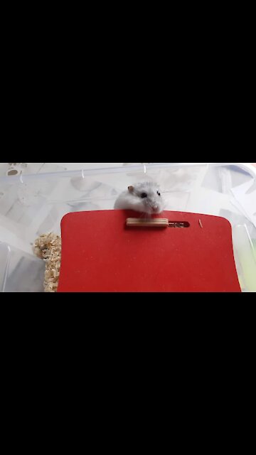 Funny Hamsters Videos