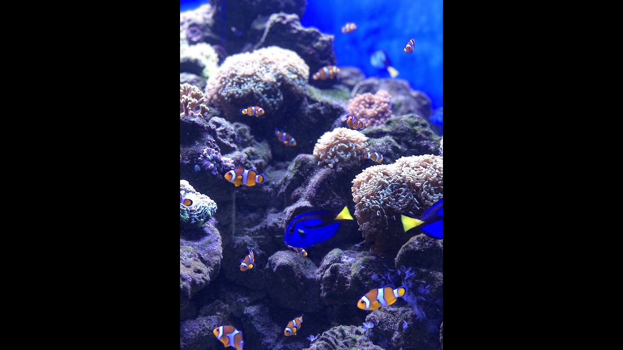 Adorable navy blue fishes and orange white fishes