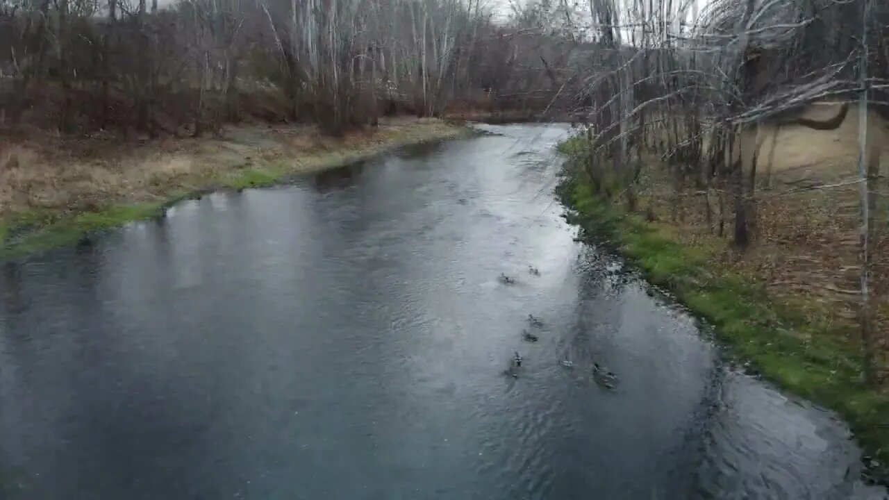 Ducks