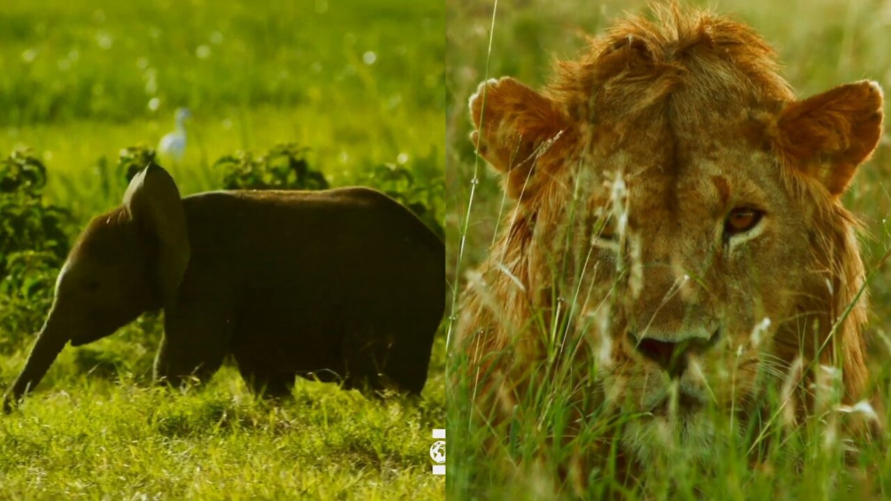 The mother elephant gave the command to create a formation to protect the calf.