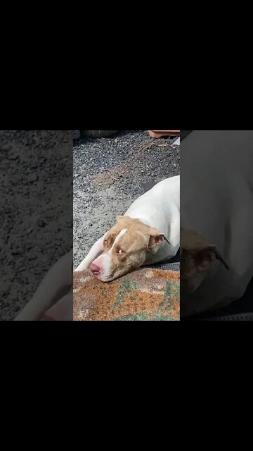 Loyal Dog Waits for me