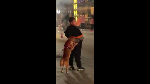 A Dog Cling to Owner for Fear of Fireworks