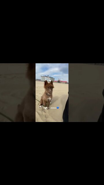 1Min Animal World #dogs #cats #pet