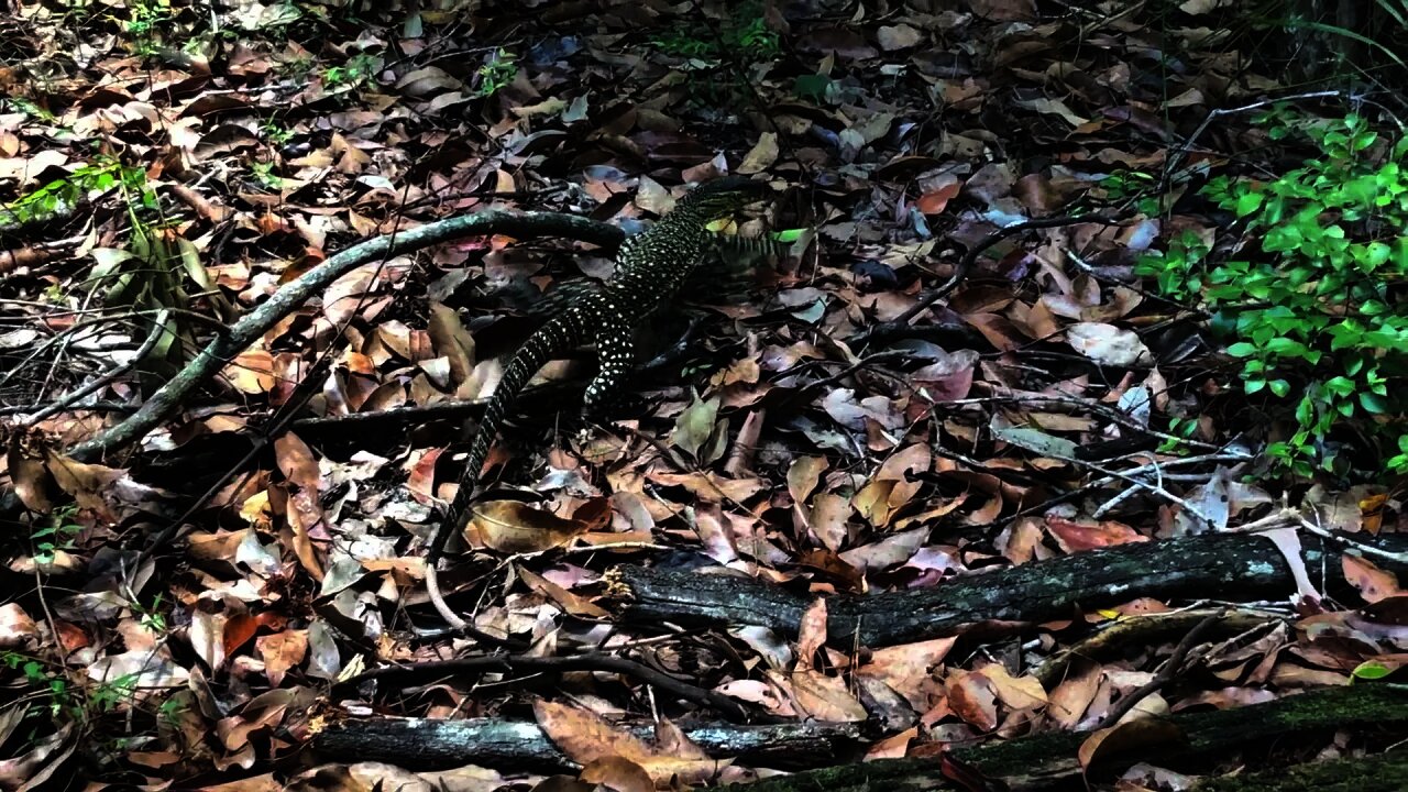 Another invasive species on Venus Ranch property.. This time it's a monitor lizard