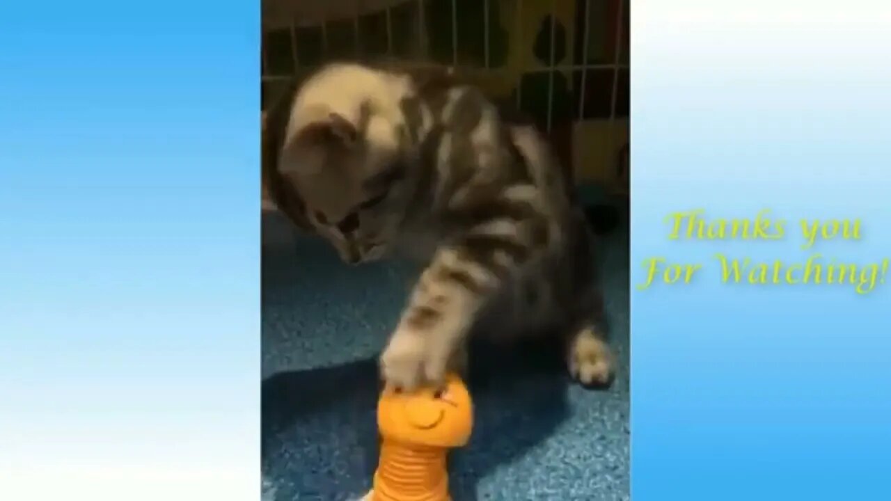 🐈 🐈Funny and beautiful cat videos 🐈🐈