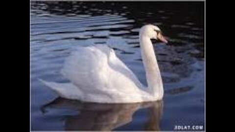 Pelican beauty