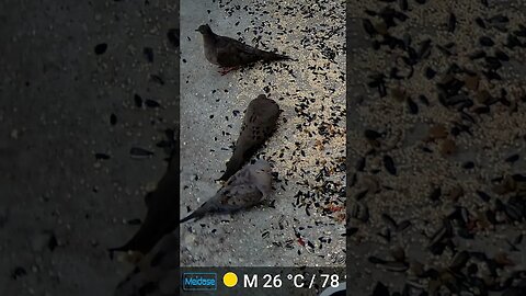Mourning Doves With Loud Cicada Sounds Coming From The Trees! 🐦