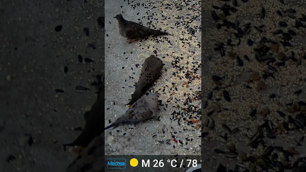 Mourning Doves With Loud Cicada Sounds Coming From The Trees! 🐦