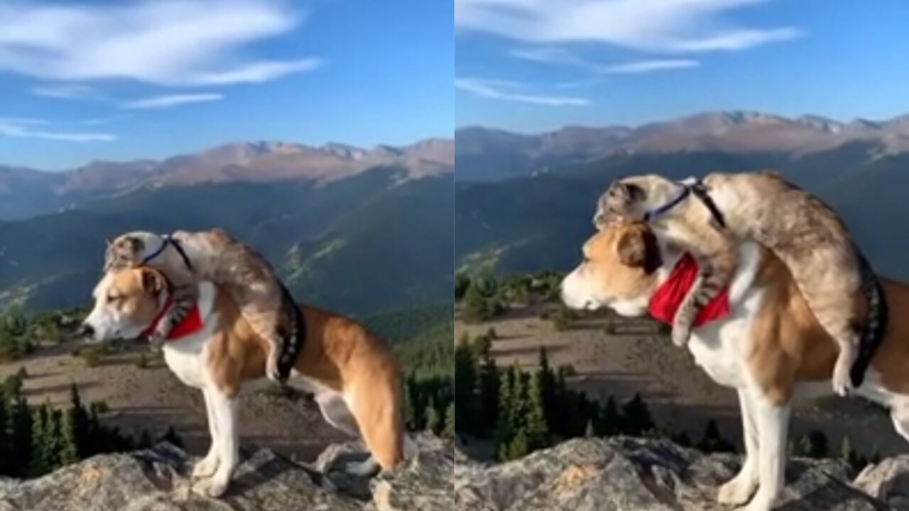 Cat and dog injoying the air