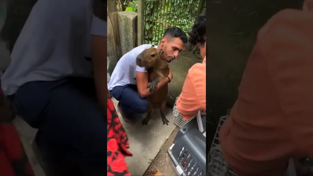 veja o momento em que a capivara filó saiu do cativeiro