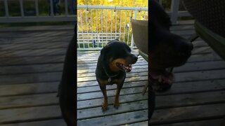 Rottweiler I Love You 😄💖 #rottweiler #shorts