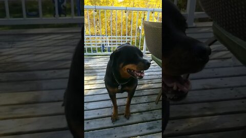 Rottweiler I Love You 😄💖 #rottweiler #shorts