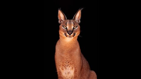 Caracal Cats 101 : Fun Facts & Myths