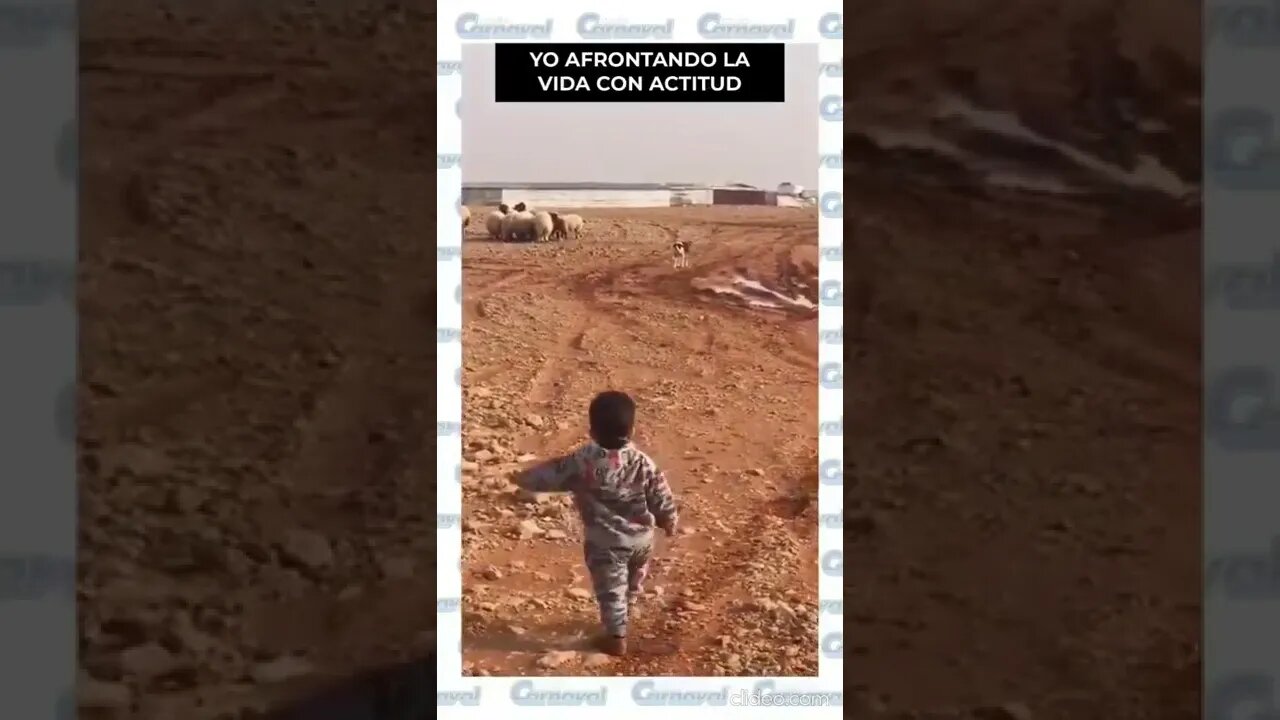 coisas de cachorro By 𝓐 𝓜 𝓞 𝓜 𝓔𝓤 𝓟 𝓔 𝓣