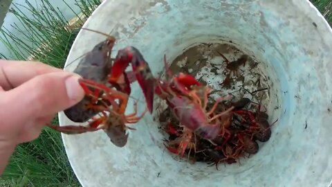 Rescue crabs to feed my turtles!-1