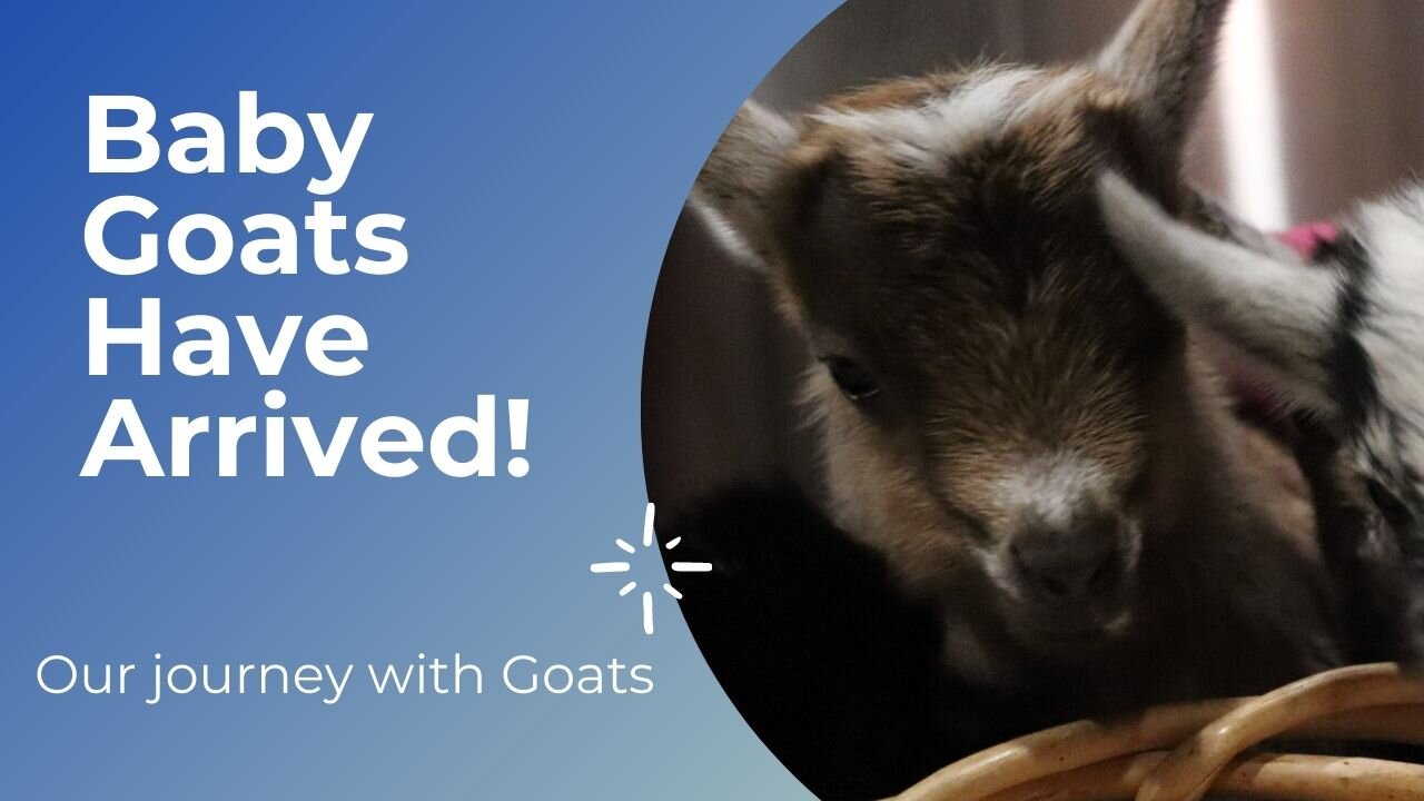 Goat Babies| OUR JOURNEY with Goats