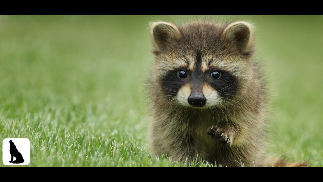 The Beauty of Animals in the Wild 🌿 A Calming Journey with Soothing Music and Majestic Scenery