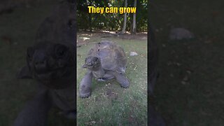 Dancing with giant Tortoises! #educational #dancing #travel