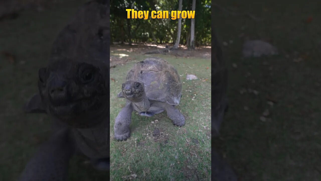 Dancing with giant Tortoises! #educational #dancing #travel