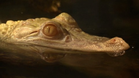 Baby Albino Alligators Find New Home