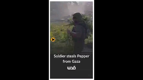 Israeli occupation soldiers steal pepper from a Palestinian field in Gaza.