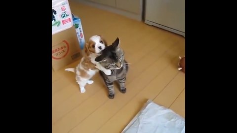 The dog teased the cat and the ending